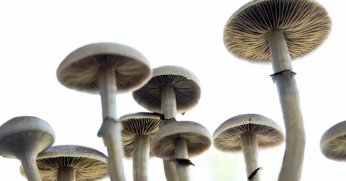 Campagna per la depenalizzazione dei funghi psichedelici in California