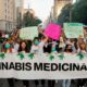 Coltivare cannabis terapeutica in Brasile
