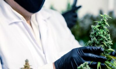 Uso diffuso della cannabis terapeutica in Francia