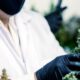 Uso diffuso della cannabis terapeutica in Francia