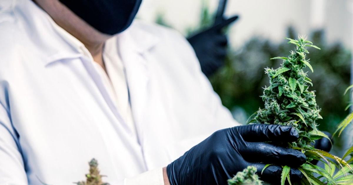 Uso diffuso della cannabis terapeutica in Francia