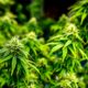 Cannabis Club e legalizzazione della cannabis in Germania