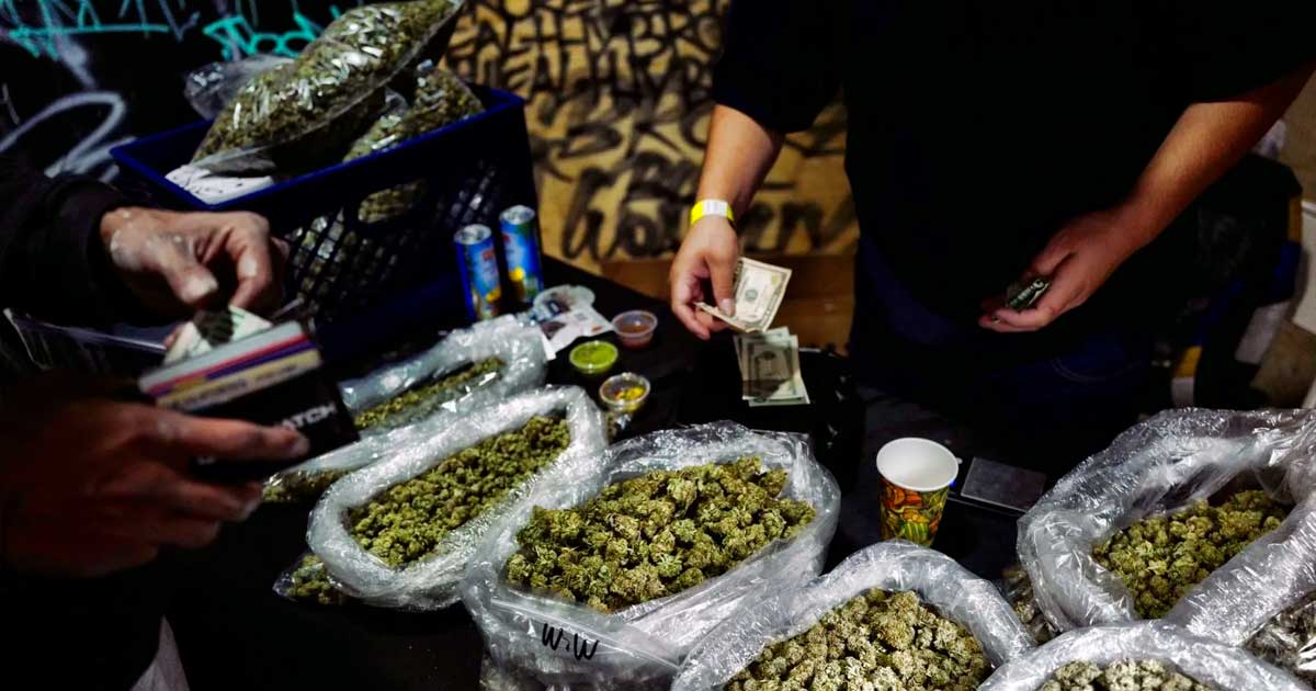 Cannabis illegale e pesticidi in Canada