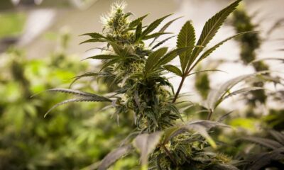 Vendite legali di cannabis in Colorado