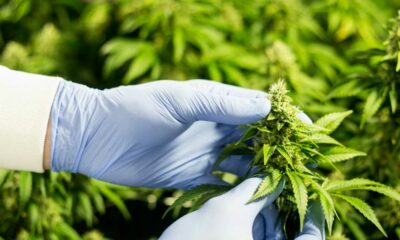 L'industria canadese della cannabis chiede cambiamenti