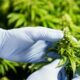 L'industria canadese della cannabis chiede cambiamenti