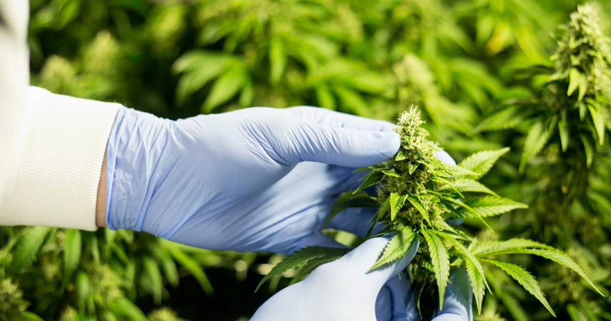 L'industria canadese della cannabis chiede cambiamenti