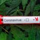 Covid e cannabis