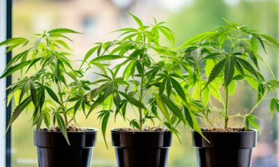 Coltivare la cannabis in casa in Manitoba