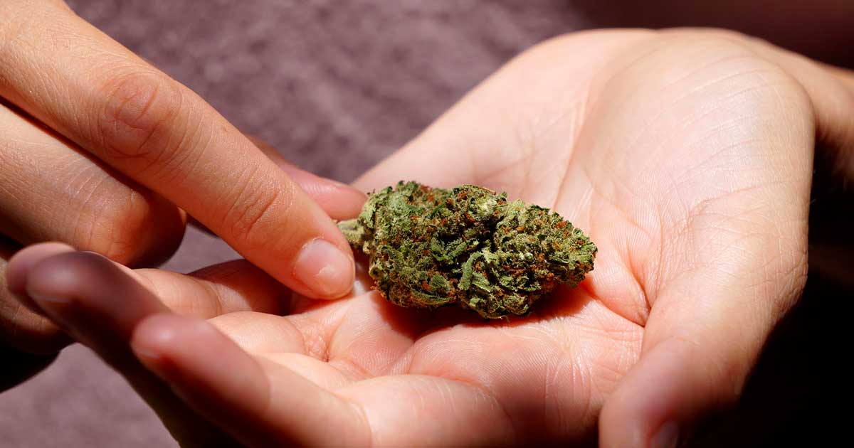 Licenza di Cannabis Club a Malta