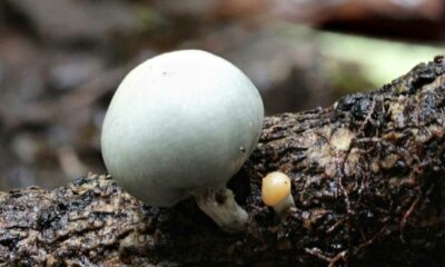 Funghi magici in Nuova Zelanda