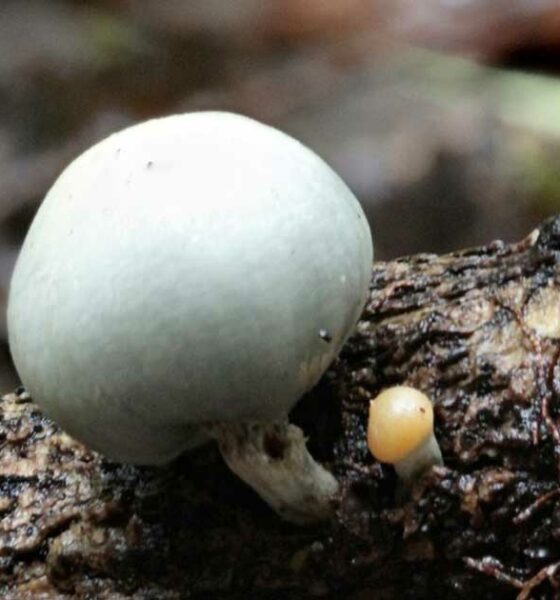 Funghi magici in Nuova Zelanda