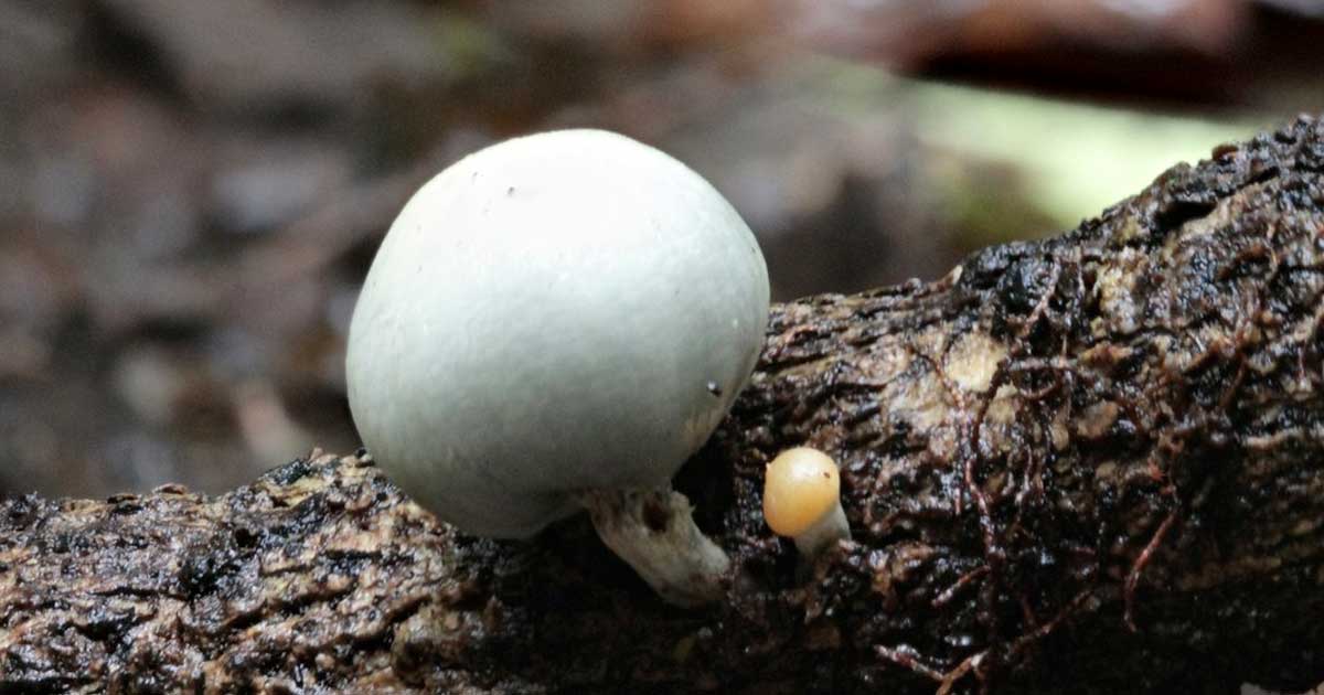 Funghi magici in Nuova Zelanda