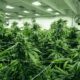Esportazione di cannabis terapeutica in Portogallo