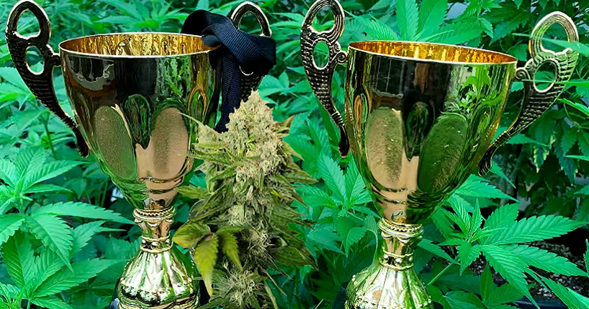 Cannabis Cup a SVG
