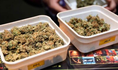 Sperimentazione della cannabis legale nei Paesi Bassi