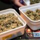 Sperimentazione della cannabis legale nei Paesi Bassi