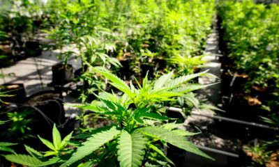 Legalizzazione della cannabis al Senato dell'Ohio