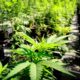 Legalizzazione della cannabis al Senato dell'Ohio