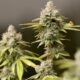 Regolamentazione della cannabis in Ohio