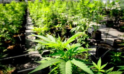 Tendenze della cannabis legale in Canada