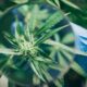 30.000 studi pubblicati sulla cannabis