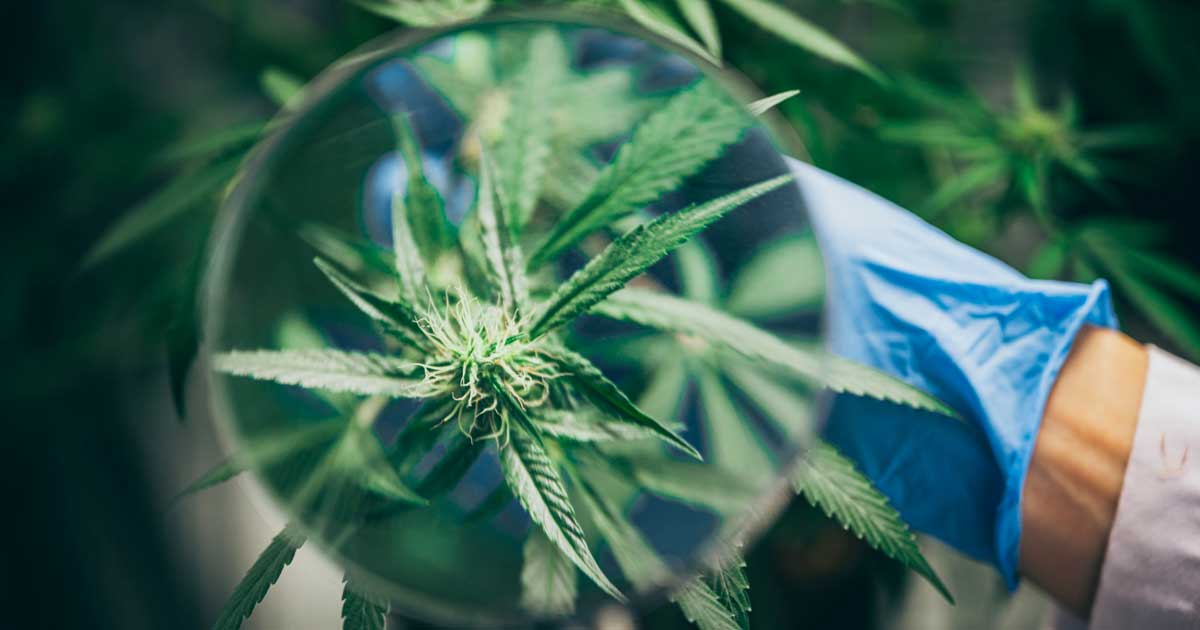30.000 studi pubblicati sulla cannabis