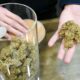 Iniziativa per legalizzare la cannabis in Finlandia