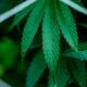 Rapporto sulla classificazione della cannabis negli Stati Uniti