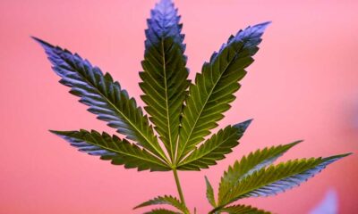 Riclassificazione della cannabis negli USA