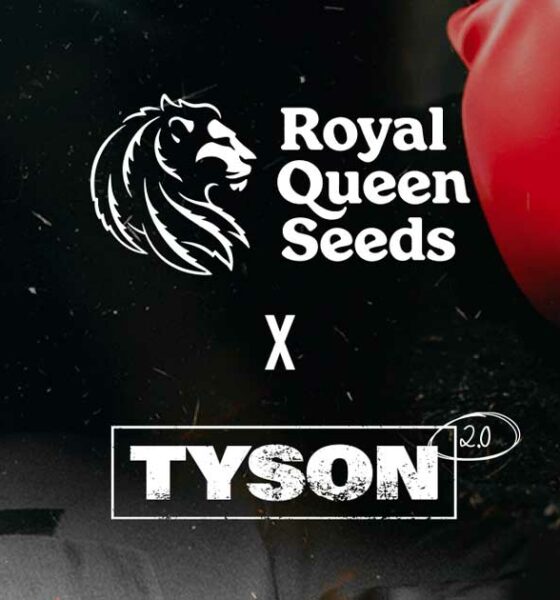 Semi di Royal Queen e Mike Tyson