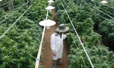 Scarico di cannabis in Israele