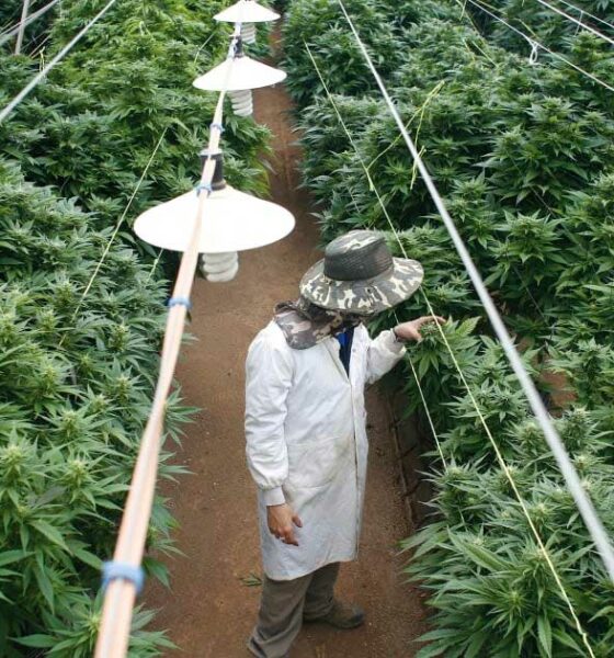 Scarico di cannabis in Israele