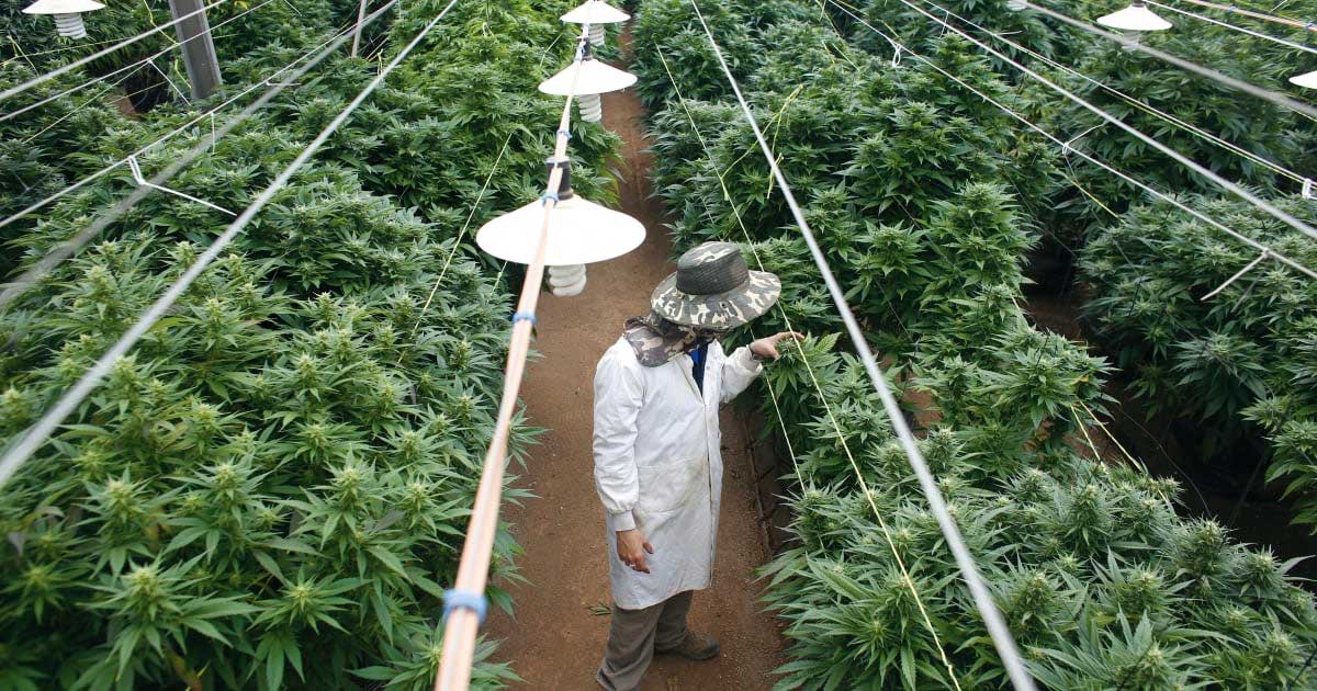 Scarico di cannabis in Israele