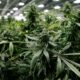 Legalizzazione della cannabis in Germania