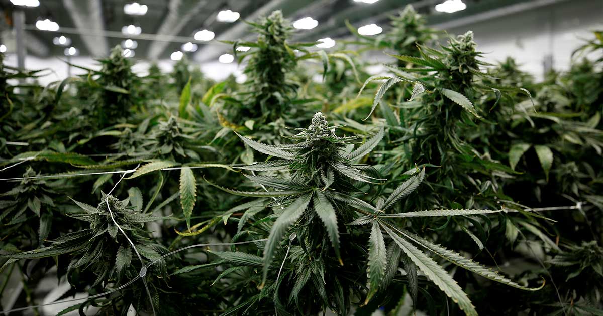 Legalizzazione della cannabis in Germania
