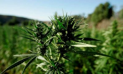 Raccolta di cannabis in Marocco