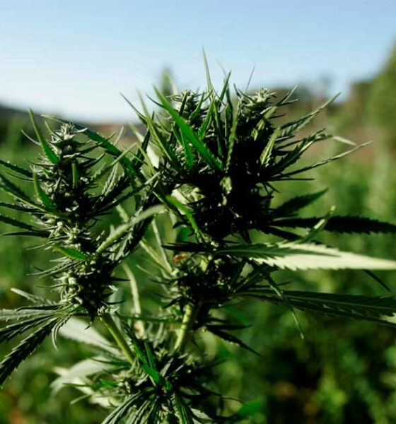 Raccolta di cannabis in Marocco