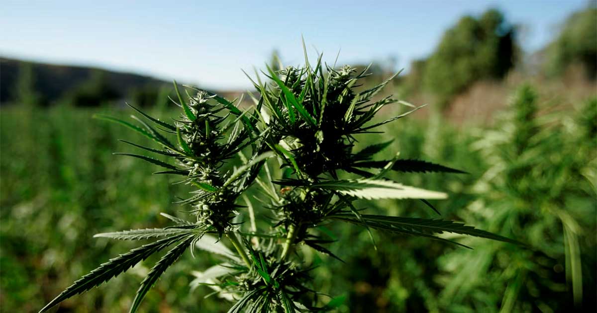 Raccolta di cannabis in Marocco