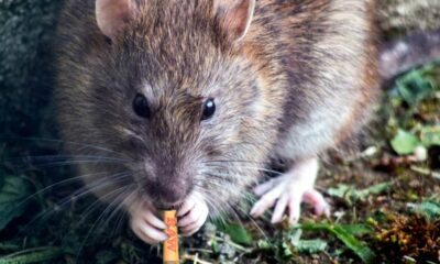 Un ratto mangia la cannabis