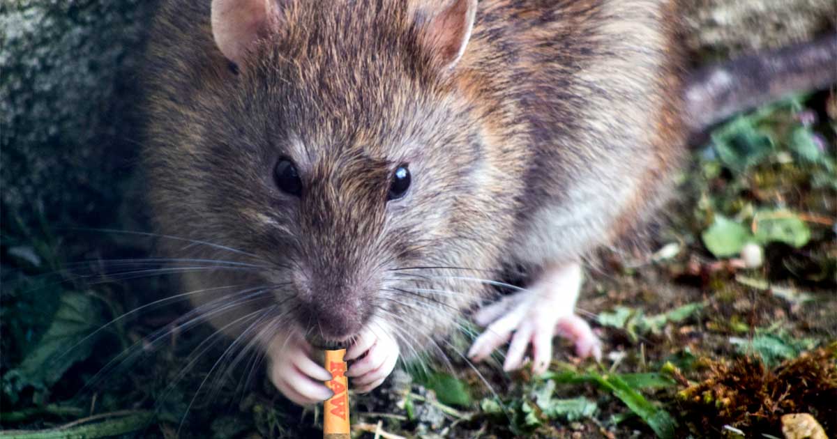 Un ratto mangia la cannabis