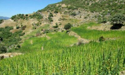 Coltivare la beldia in Marocco