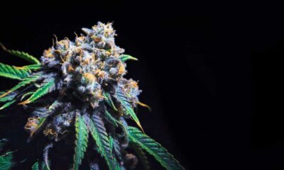 Contenuto di THC della cannabis in California