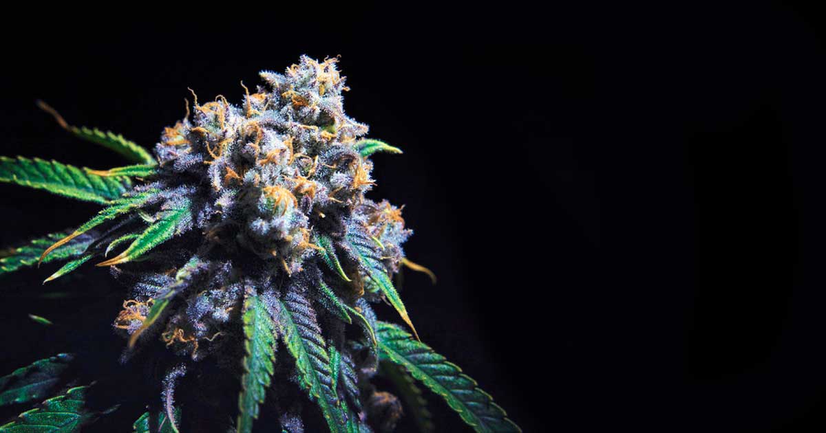 Contenuto di THC della cannabis in California