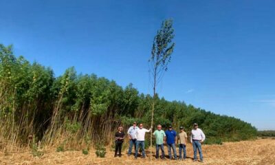 La pianta di canapa più grande del mondo