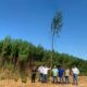 La pianta di canapa più grande del mondo