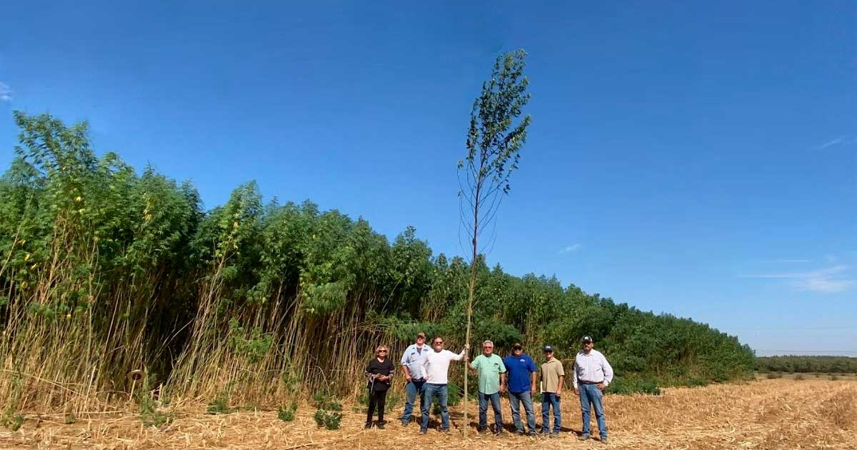 La pianta di canapa più grande del mondo