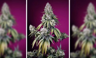 Jealousy Z XL Auto di Sweet Seeds