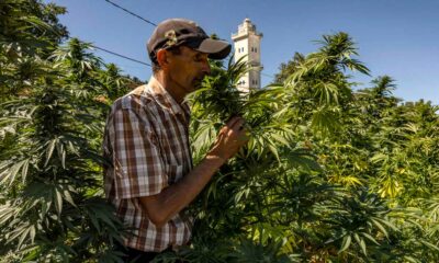 Produzione di cannabis legale in Marocco