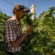Produzione di cannabis legale in Marocco